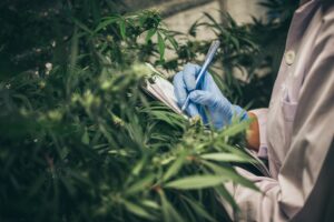 A specialist from Nordic Analytical Laboratory chronicles a marijuana plant's growth