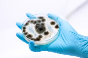 Aspergillus in petri dish
