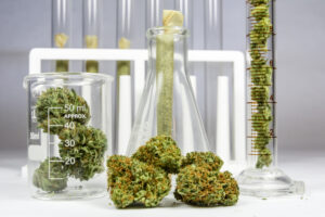 cannabis being weighed in test tubes and Erlenmeyer flask