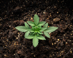 marijuana plant growing out of the soil in the ground